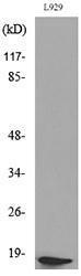 Western blot analysis of lysate from L929 cells using Anti-eIF5A (acetyl Lys47) Antibody