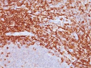 Immunohistochemical analysis of formalin-fixed, paraffin-embedded human spleen using Anti-CD43 Antibody [DF-T1]