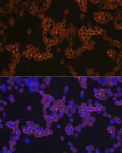 Anti-CD14 Rabbit Monoclonal Antibody [clone: ARC0353]