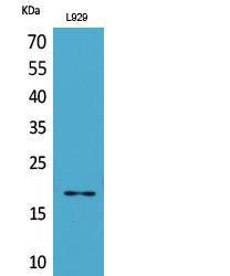 Western blot analysis of L929 lysis using Anti-eIF5A (acetyl Lys47) Antibody