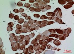 Immunohistochemical analysis of paraffin-embedded human muscle using Anti-CD7 Antibody