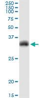 Anti-MOG Polyclonal Antibody Pair