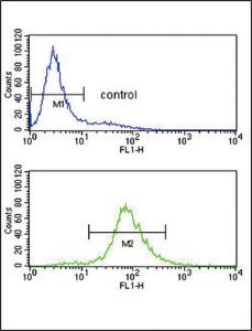 Anti-BCL6 Rabbit Polyclonal Antibody (Biotin)