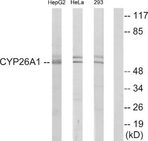 Western blot analysis of lysates from HepG HeLa, and 293 cells using Anti-Cytochrome P450 26A1 Antibody. The right hand lane represents a negative control, where the antibody is blocked by the immunising peptide.