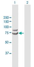 Anti-TRIM25 Rabbit Polyclonal Antibody