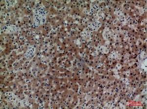 Immunohistochemical analysis of paraffin-embedded human liver using Anti-CD7 Antibody