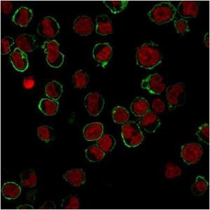 Immunofluorescent analysis of K562 cells stained with Anti-CD43 Antibody [DF-T1] followed by Goat Anti-Mouse IgG (CF&#174; 488) (Green). Nuclear counterstain is NucSpot&#174; Live 650.