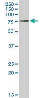 Anti-TRIM25 Rabbit Polyclonal Antibody