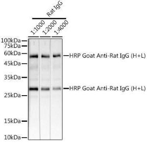 Western blot analysis of extracts of Rat IgG, using Goat Anti-Rat IgG H&L Antibody (HRP) (A17331) at 1:1,000 dilution Lysates/proteins: 25 µg per lane Blocking buffer: 3% non-fat dry milk in TBST Detection was with an ECL Basic Kit Exposure time: 10s