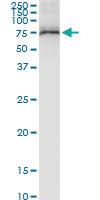 Anti-TRIM25 Rabbit Polyclonal Antibody