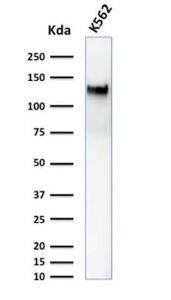 Western blot analysis of K562 cell lysate using Anti-CD43 Antibody [DF-T1]