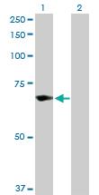 Anti-TRIM25 Rabbit Polyclonal Antibody