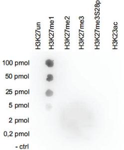 Anti-H3K27me1 Polyclonal Antibody