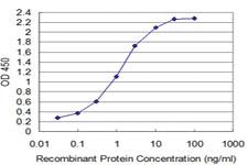 Anti-Thr Mouse Monoclonal Antibody [clone: 5E11]