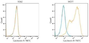 Flow cytometric analysis of Positive antibody Human Calcitonin R (2.5 µg/ml) in various cells (orange) compared to Mouse isotype control (blue) and non-staining control (red). The secondary antibody was Goat Anti-Mouse IgG H&L Antibody (TRITC) (A17332) at 1:100.