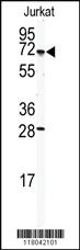 Anti-TMTC4 Rabbit Polyclonal Antibody