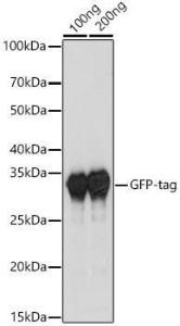 Anti-IgY H&L Rabbit Polyclonal Antibody (HRP (Horseradish Peroxidase))