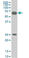 Anti-TRIM25 Mouse Monoclonal Antibody [clone: 5F12]