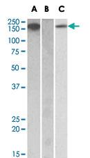 Anti-CSF1R Goat Polyclonal Antibody