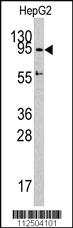 Anti-Dnmt3A/Dnmt3A2 Rabbit Polyclonal Antibody