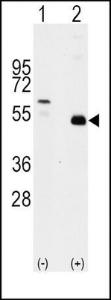 Anti-TRAF2 Rabbit Polyclonal Antibody (Biotin)