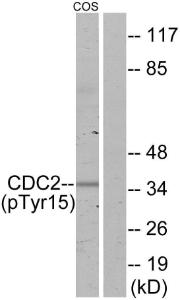 Anti-Cdk1-2-3-5 Rabbit Polyclonal Antibody