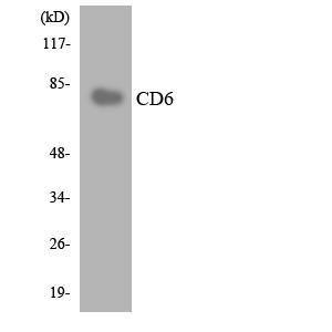 Antibody anti-CD6 A101642-100 100 µg