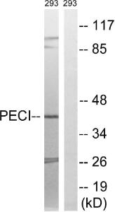 Western blot analysis of lysates from 293 cells using Anti-PECI Antibody. The right hand lane represents a negative control, where the antibody is blocked by the immunising peptide.