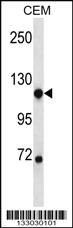 Anti-NDST1 Rabbit Polyclonal Antibody