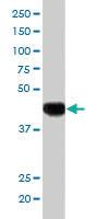 Anti-SLC16A7 Goat Polyclonal Antibody