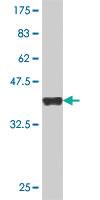 Anti-RPL4 Mouse Polyclonal Antibody