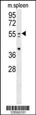 Anti-PAX7 Rabbit Polyclonal Antibody (AP (Alkaline Phosphatase))