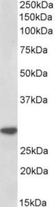 EB12342 (1 µg/ml) staining of Human Peripheral Blood Lymphocytes lysate (35 µg protein in RIPA buffer). Primary incubation was 1 hour. Detected by chemiluminescence.