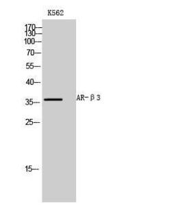 Western blot analysis of K562 cells using Anti-ADRB3 Antibody