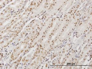 Anti-DDX54 Mouse Monoclonal Antibody [clone: 2E4]