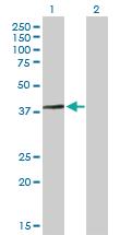 Anti-ARMC1 Mouse Polyclonal Antibody