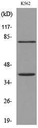 Anti-CD2 Rabbit Polyclonal Antibody