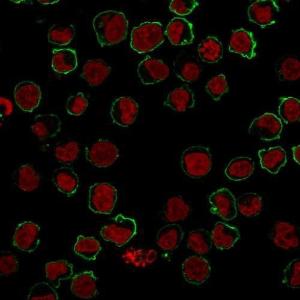 Immunofluorescent analysis of K562 cells stained with Anti-CD43 Antibody [SPM503] followed by Goat Anti-Mouse IgG (CF&#174; 488) (Green). Nuclear counterstain is NucSpot&#174; Live 650