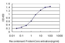 Anti-RAB7B Mouse Monoclonal Antibody [clone: 3B3]