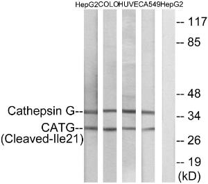 Western blot analysis of lysates from HepG COLO, HUVEC, and A549 cells using Anti-CATG (cleaved Ile21) Antibody. The right hand lane represents a negative control, where the antibody is blocked by the immunising peptide