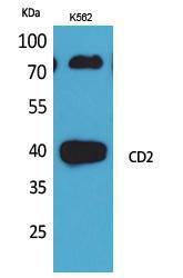 Anti-CD2 Rabbit Polyclonal Antibody