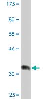 Anti-RBBP9 Mouse Monoclonal Antibody [clone: 2A11]