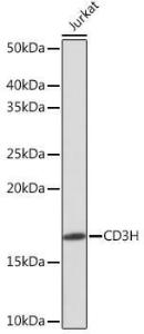 Antibody A308361-100 100 µl