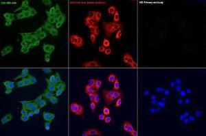 Immunofluorescence analysis of HepG2 cells, using Goat Anti-Rabbit IgG H&L Antibody (FITC, (A17342) as the primary antibody at a dilution of 1:100. Secondary antibody: FITC Goat Anti-Rabbit IgG (H+L, (AS011). DAPI was used to stain the cell nuclei (blue).