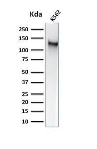 Western blot analysis of K562 cell lysate using Anti-CD43 Antibody [SPM503]