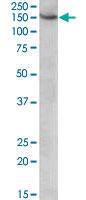 Anti-AGTPBP1 Goat Polyclonal Antibody