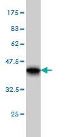 Anti-RPL4 Mouse Monoclonal Antibody [clone: 4A3]