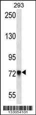 Anti-PCDHB5 Rabbit Polyclonal Antibody