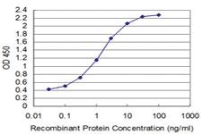 Anti-Thr Mouse Monoclonal Antibody [clone: 2A12]