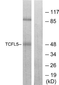 Antibody anti-TCFL5 A98962-100 100 µg